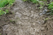 Durch den vielen Regen ist der Anstieg recht schlammig und rutschig Durch den vielen Regen ist der Anstieg recht schlammig und rutschig