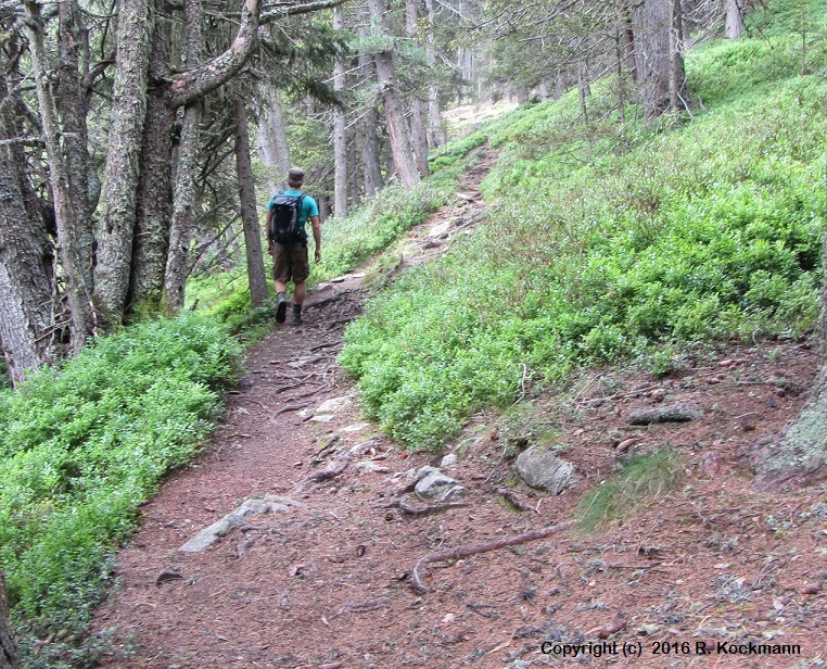 Durch einen dichten Kiefernwald wandern wir in Richtung Aifner Alm