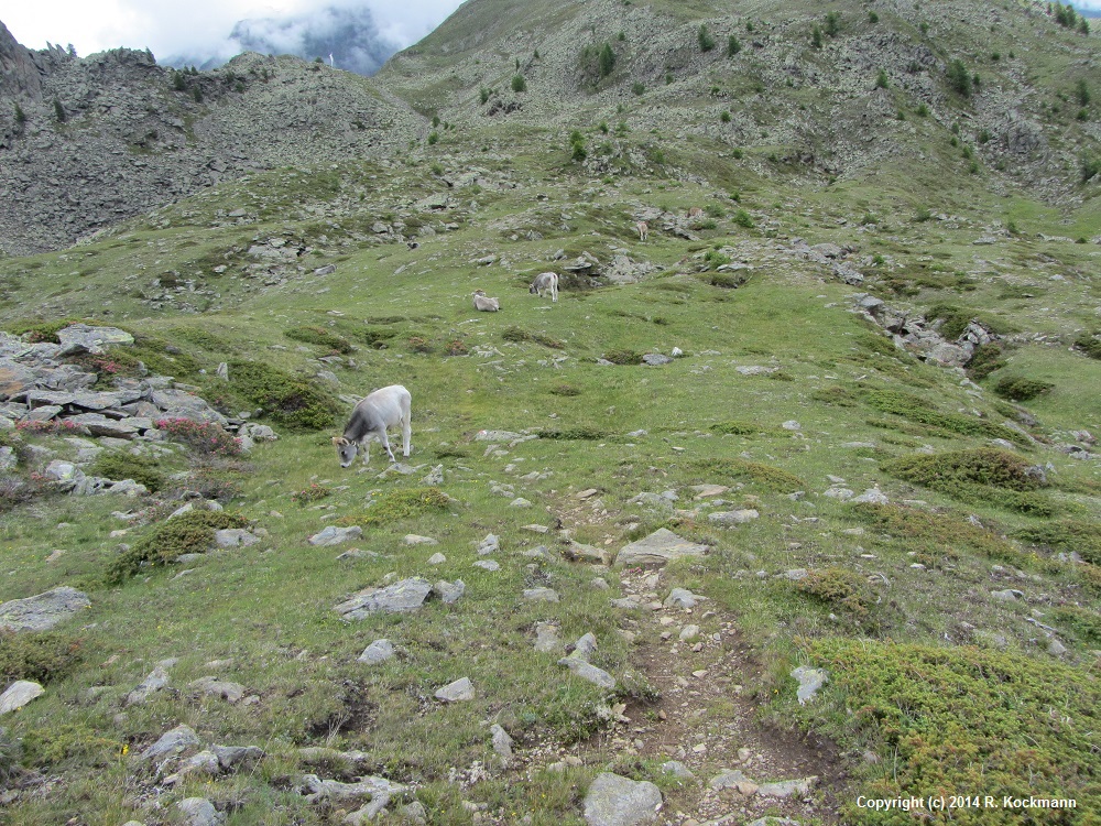 Khe auf der Alm am Atzboden auf ber 2200 m