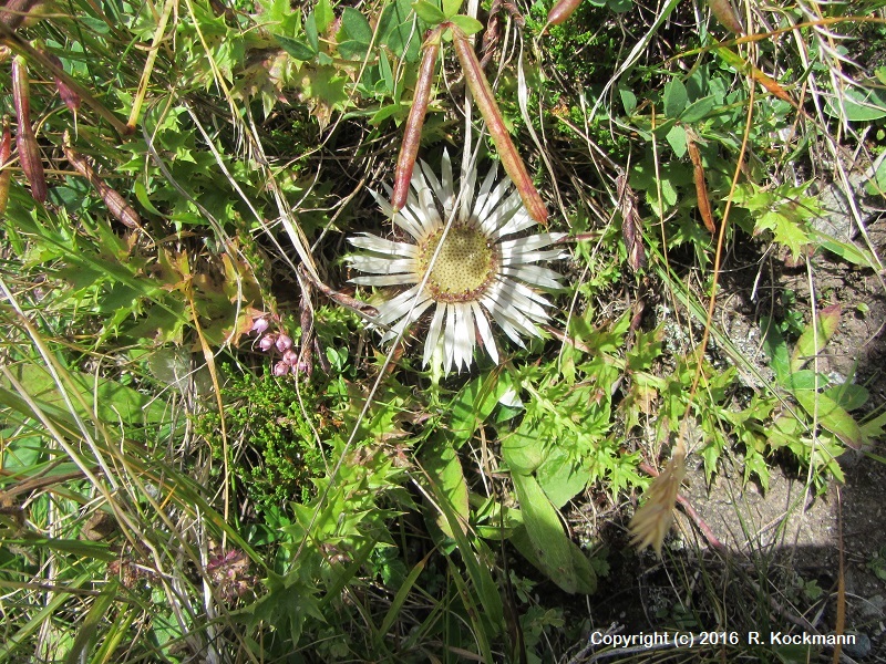 Die Silberdistel (Eberwurz, Wetterdistel), teilweise geschtzt