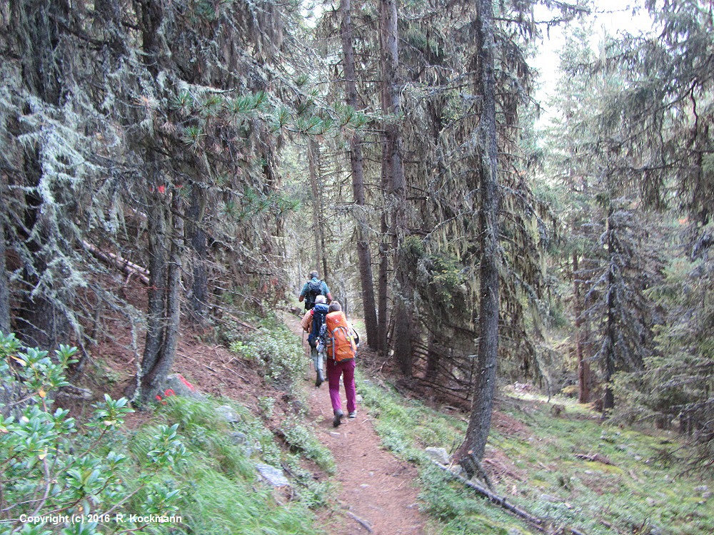 Dichter Kiefernwald (Zirbelkiefer) begleitet uns ins Tal